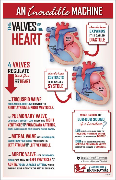 Fun infographic about the heart valves, part of the incredible cardiovascular machine by Texas Heart Institute. Hypertension Nursing, Emt Study, Gestational Hypertension, Heart Valves, Cardiac Nursing, Respiratory Therapy, Nursing School Studying, Nursing School Tips, Nursing School Notes