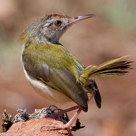 Tailor bird Tailor Bird, Real Birds, Beautiful Birds, Pet Birds, Art Inspo, Birds, Drawings, Animals, Art