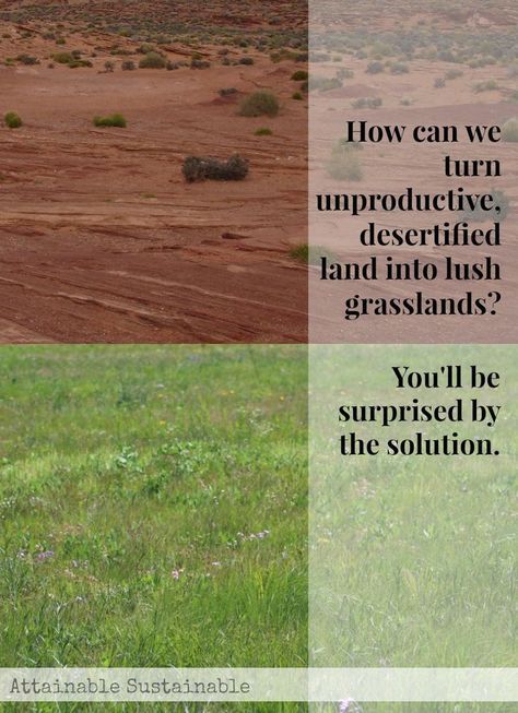 Trying to garden in a dry region? Think it can’t be done?  Geoff Lawton will beg to differ. Using permaculture methods he and his team created a green oasis in the middle of a Jordan desert. Adapt some of these permaculture methods for use in your small garden! Suburban Permaculture, Regenerative Gardening, Soil Degradation, Jordan Desert, Geoff Lawton, Regenerative Agriculture, Green Oasis, Permaculture Gardening, Permaculture Design