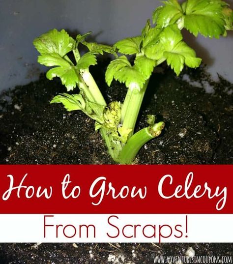 How To Grow Celery, Regrow Celery, Grow Celery, Celery Plant, Growing Celery, Regrow Vegetables, Grow Food, Garden Basket, Grow Your Own Food