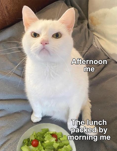 Funny Cat Pictures, Funny Animal Memes, Beautiful Animals, Work Humor, Funny Animal, Animal Memes, Bones Funny, A Bowl, Cat Pics