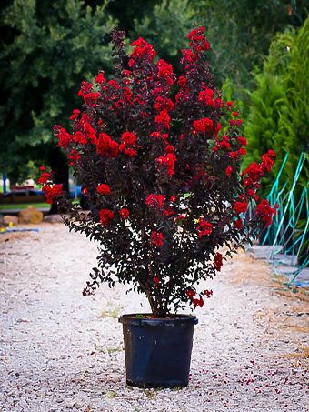 Buy Crepe Myrtle Trees | Crape Myrtle Trees For Sale | The Tree Center Landscape Edging Stone, Crepe Myrtle Trees, Backyard Design Ideas Budget, Small Backyard Design Layout, Myrtle Tree, Small Backyard Design Ideas, Backyard Design Layout, Patio Small, Crepe Myrtle