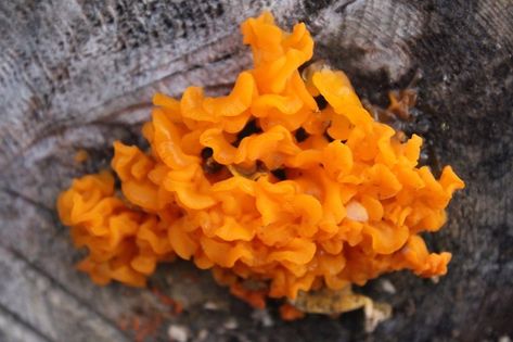 There aren’t that many mushrooms you can forage year round, but orange witches butter will pop out of softwood logs any day of the year.  That includes -20 days right in the middle of our zone 4 Vermont winter.  While it may not taste like much, it is edible, and it’s a year-round survival food.  Witches butter mushrooms...Read More Witches Butter, Winter Foraging, Garlic Health, Vermont Winter, Edible Wild Plants, Edible Mushrooms, Eastern Canada, Homestead Survival, Survival Food