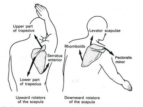 Breathing, Rib Flare, and Winged Scapulae: The Factors That Can Affect a Client's Shoulder | The PTDC Winged Scapula, Punkty Spustowe, Forward Head Posture Exercises, Rib Flare, Psoas Release, Neck And Shoulder Muscles, Forward Head Posture, Body Mechanics, Ribbed Flares