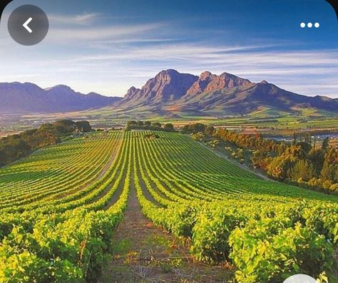 Africa Holiday, Angus Cattle, Wine Images, Cape Dutch, Garden Vines, Vegetable Gardens, Depth Of Field, Lush Garden, Places Of Interest