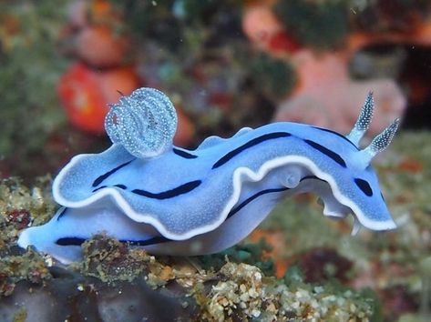 Twitter Thread Of 10 Incredibly Beautiful Animals - I Can Has Cheezburger? Bunny Sea Slug, Blue Sea Slug, Sea Snail, Sea Slug, Slug, Ocean Life, Sea Animals, Creature Design, Sea Creatures