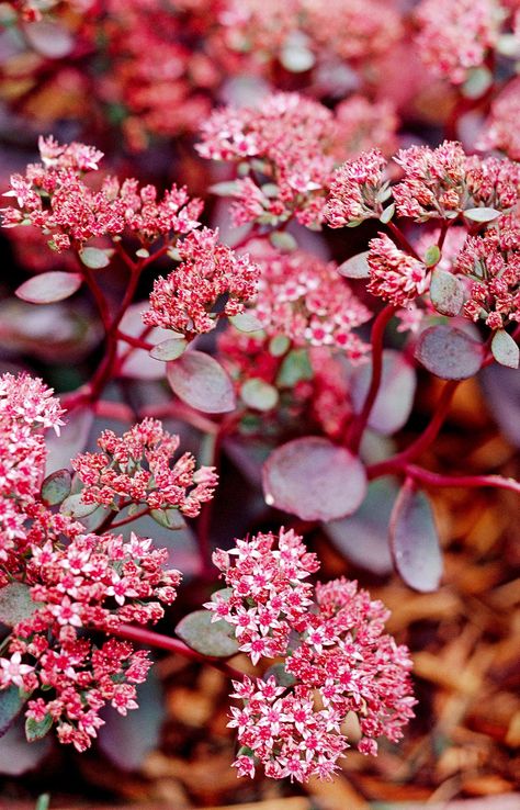 Garden Slope, Sedum Ground Cover, Clover Garden, Therapy Garden, Green Therapy, Succulent Design, Low Water Plants, Sedum Plant, Fall Container Gardens