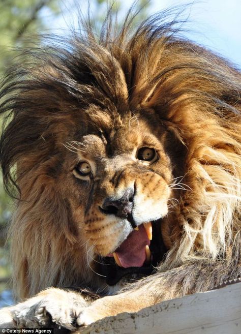 This lion was captured mid-roar at a wildlife sanctuary in South Dakota, America. Looks like my typical Monday morning "pre coffee" expression to me. Awkward Animals, Funny Lion, Real Animals, Regnul Animal, Animal Humor, Hilarious Stuff, Roi Lion, Lion Pictures, Wildlife Sanctuary