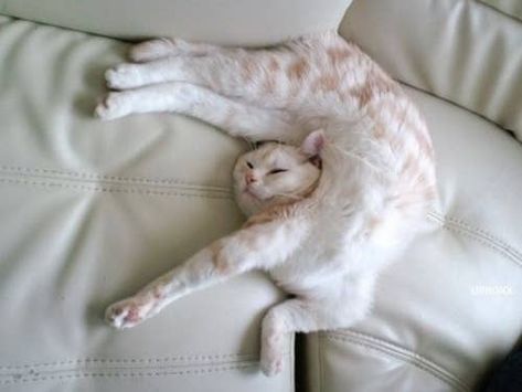 Cats Sleeping Funny, Cat And Dog Videos, Koci Humor, Funny Cat Photos, Image Chat, Cat Pose, Funny Cats And Dogs, Cat Sleeping, Funny Cat Memes