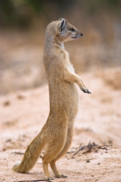 Mongoose Animal, Homesteading Animals, Exotic Mammals, Animal Photo, Creature Design, Animal Gifs, Animal Shelter, Fantasy Creatures, Animal Photography