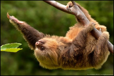 Baby Hoffman's Two-toed Sloth | Paul Bratescu | Flickr 2 Toed Sloth, Pictures Of Sloths, Two Toed Sloth, Slowly Slowly, Three Toed Sloth, Sloth Life, Majestic Creatures, A Sloth, Sloths Funny