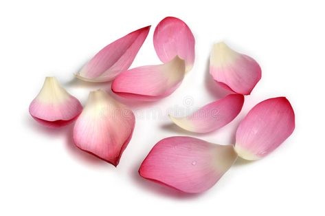 Flower petals. Real lotus flower petals with isolated background , #Aff, #Real, #petals, #Flower, #lotus, #background #ad Lotus Petal Template, Real Lotus Flower, Awakening Painting, Mermay 2024, Lotus Flower Petals, Lotus Background, Lotus Flower Colors, Lotus Flower Tattoos, Flower References