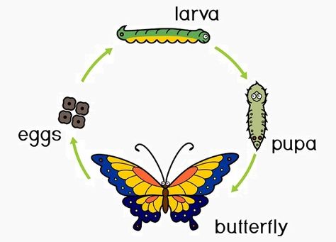 Metamorphosis Definition, Butterfly Books, Types Of Insects, Animal World, Great Plains, Life Stages, Nature Center, Cut And Paste, Biology