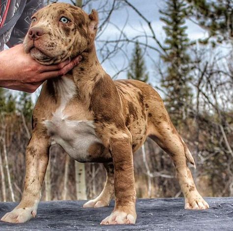 Why be like everyone else when you can be different from the rest! 🙏 Nutella of @megabuiltbullies is truly one of a kind! ➖➖➖➖➖➖➖➖➖➖➖➖➖➖… English Bull Terrier, Bully Breeds Dogs, American Pitbull, Bully Dog, Pitbull Puppies, Bully Breeds, American Pitbull Terrier, Cane Corso, Pitbull Dog