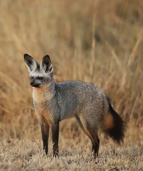 Bat Eared Fox Drawing, Bat Eared Fox Art, Bat Eared Fox Animals, Bat Reference, Bat Eared Fox, Animal Study, Interesting Animals, Pet Fox, Pretty Animals