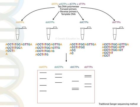 Sanger Sequencing, Dna Sequencing, Dna Facts, Bio Notes, Dna Polymerase, Next Generation Sequencing, Genome Sequencing, Color Knowledge, Dna Replication