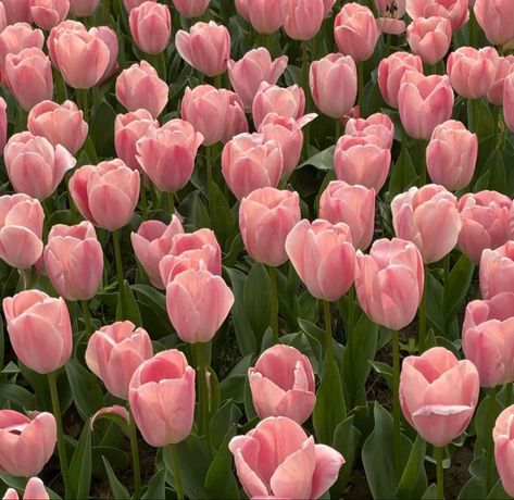 Aesthetic Flowers, Trendy Girl, Pink Tulips, Young Artist, South African, Tulips, Pink Flowers, Going Out, Flowers