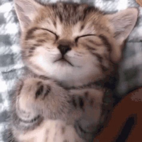 Cat Sleep GIF - Cat Sleep - Discover & Share GIFs Animated Gif, Good Night, Gif, Sleep