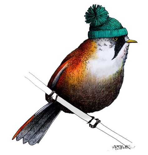 Birds wearing hats. Whas not to love? Goldfinch Tattoo, Hat Tattoo, Christmas Bird, Bee Art, Jewish Art, Rock Painting Art, Bird Pictures, Birds Tattoo, Bird Drawings