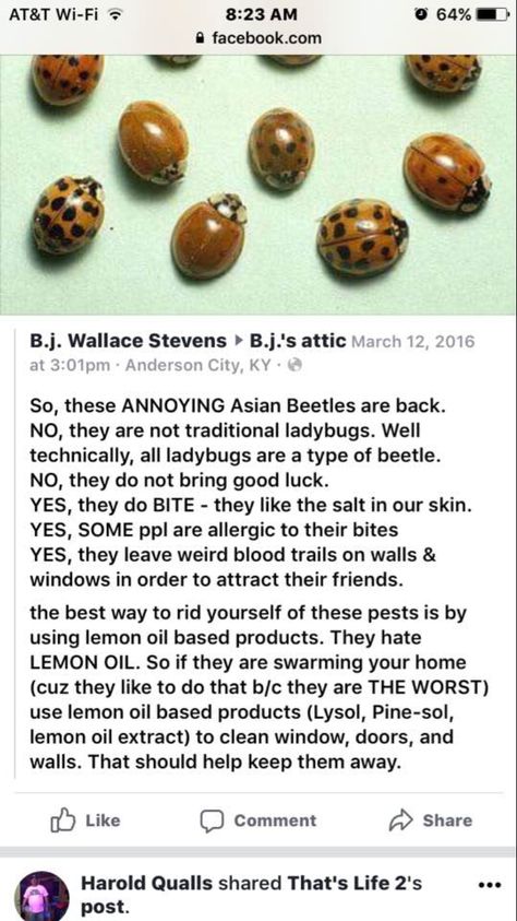 Diy Lady Bug Repellent, Asian Beetle, Diy Bug Repellent, Bug Spray Recipe, Pest Repellent, Natural Bug Repellent, Bug Control, Homemade Cleaning Solutions, Bug Repellent