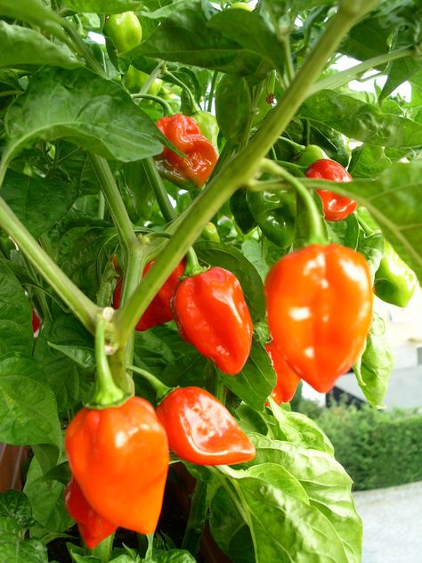 Habanero Plant – How To Grow Habanero Pepper Hot Peppers Plants, Growing Hot Pepper, Habanero Pepper, Growing Peppers, Chile Peppers, Habanero Peppers, Pepper Plants, Pepper Seeds, Organic Seeds