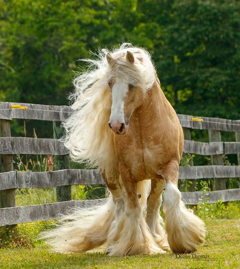 Rare Horses, Beautiful Horses Photography, Clydesdale Horses, Cute Small Animals, Horse Aesthetic, Most Beautiful Horses, Most Beautiful Animals, Majestic Horse, Pretty Animals