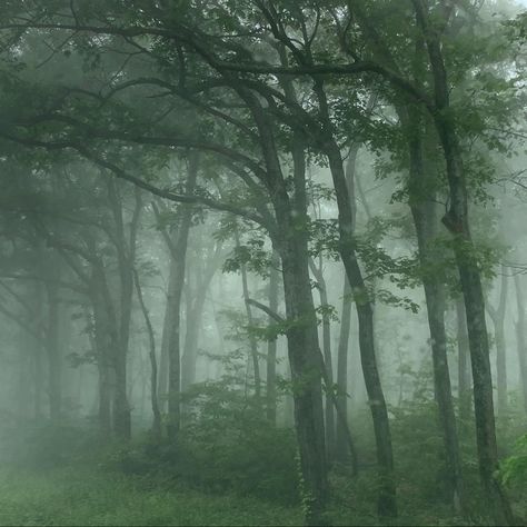 Josie Core, Stormy Aesthetic, Dark Forest Aesthetic, Foggy Weather, Forest Core, Dark Green Aesthetic, Slytherin Aesthetic, Dark Nature Aesthetic, Foggy Forest