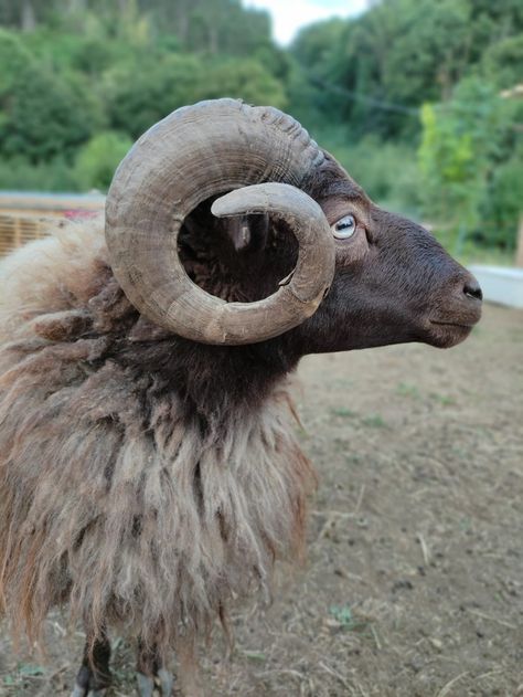 #Ram => Bert #Sheep Ram Reference, Ram Animal, Ram Sheep, Beautiful Animals, Drawing Reference, Animals Beautiful, Animal Art, Goats, Sheep