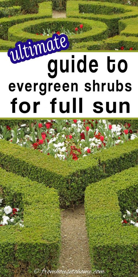 If you’re wondering which evergreen shrubs for full sun to plant in your yard, then read this list. They have helpful ideas for dwarf evergreen shrubs for full sun, as well as some that would make a great privacy hedge. | Garden Plants Evergreen Shrubs For Privacy, Flowering Evergreen Shrubs, Shrubs For Full Sun, Foundation Plants, Hedges Landscaping, Privacy Hedges, Full Sun Shrubs, Drought Tolerant Shrubs, Full Sun Garden