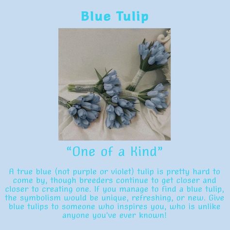 Blue Tulips Meaning, Tulip Meaning, Flower Knowledge, Tulips Meaning, Rose Color Meanings, Healing Flowers, Outdoor Pallet Projects, Color Knowledge, Blossom Wallpaper