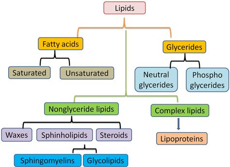 Classification Of Carbohydrates, Carbohydrates Biology, Biochemistry Notes, Biology Revision, Study Biology, Biology Classroom, Complex Carbohydrates, High School Biology, Biology Lessons