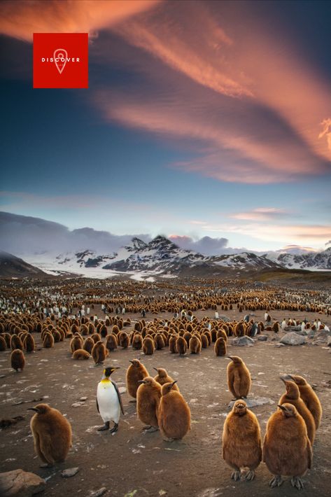 South Georgia And South Sandwich Islands, South Georgia Island, Atlantic Pacific, South Georgia, Falkland Islands, Landscape Photography Nature, Atlantic Ocean, South America, The South