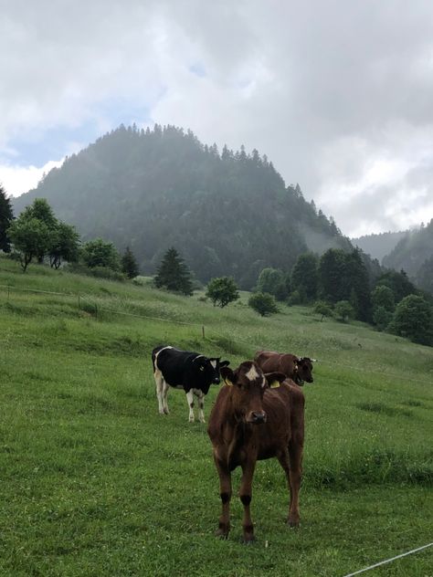 Poland Aesthetics, Polish Core, Poland Aesthetic, Outdoorsy Aesthetic, Polish Mountains, Poland Culture, Travel Poland, Granola Aesthetic, Mountain Vibes