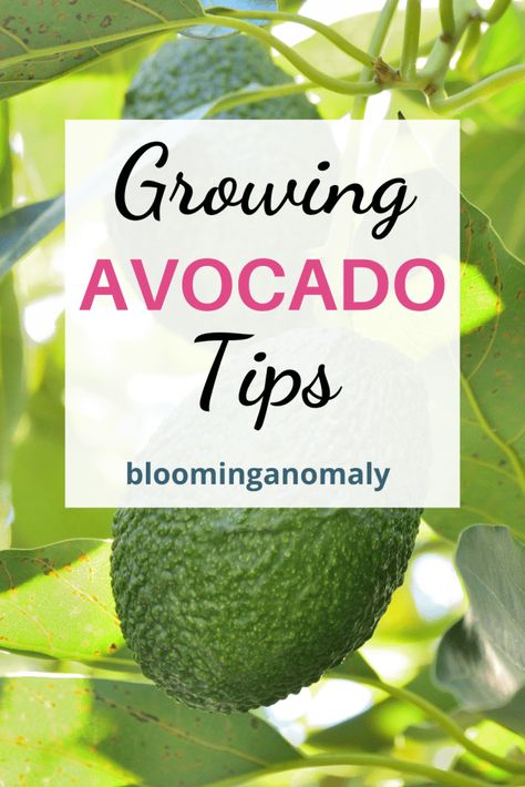 How to Grow Avocado from Pit Growing An Avocado Seed, Grow Avocado From Pit, Grow Avocado From Seed, Grow An Avocado Tree From A Pit, How To Grow An Avacado Tree From A Pit Video, Growing Avocado, Eating Avocado, How To Graft An Avocado Tree, Fruit Bearing Trees