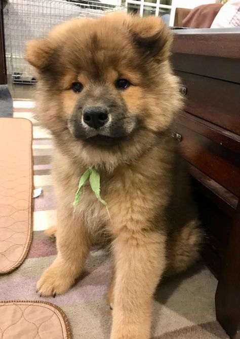 Eurasier puppy Eurasier Puppy, Cute Dogs And Cats, Cute Doggos, Fox Dog, Really Cute Dogs, Love For Animals, Best Dog Breeds, Adorable Dogs, Sweet Dogs