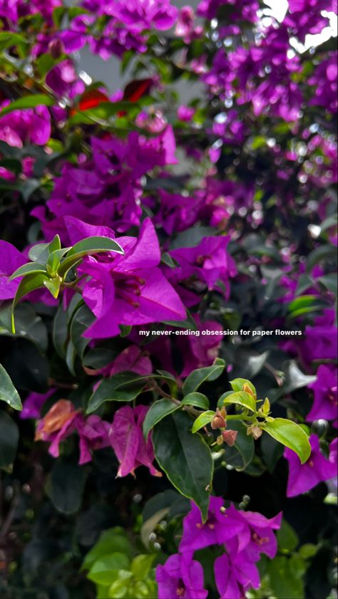 #paperflowers #bougainvillea #instastory #mystory #harinisripathan #nature #flowers Flower Captions For Instagram, Bougainvillea Flower, Nature Photography Quotes, Instagram Animation, Clever Captions For Instagram, Cute Instagram Captions, Flowers Instagram, Artsy Pictures, Nature Instagram