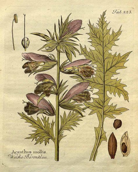 Acanthus mollis L. Acanthus Flower Drawing, Acanthus Plant, Acanthus Flower, Acanthus Mollis, Agapanthus Africanus, Botanical Printables, Visual Library, Natural Inspiration, Botanical Drawing