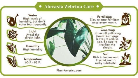 Discover essential care tips for the Alocasia Zebrina, the striking zebra-stemmed plant. Learn about its specific needs in terms of light, water, soil, and humidity to ensure healthy growth. With its unique patterned stems and lush foliage, this tropical plant adds an exotic touch to any indoor space. Perfect for plant enthusiasts looking to expand their collection with minimal fuss, the Alocasia Zebrina promises beauty and elegance with proper attention. Alocasia Zebrina, Zebra Plant, Light Water, Emergency Department, Top Soil, Potting Soil, All Plants, Tropical Plants, Soil