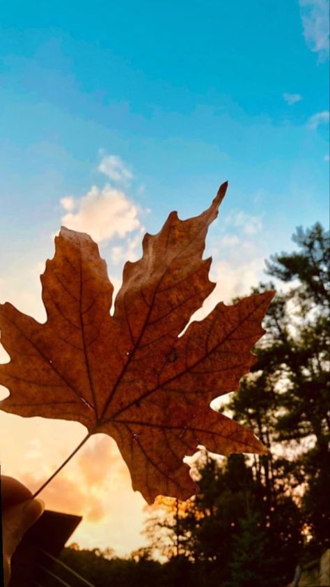 Blue Sky Photography, Drawings For Boyfriend, Nature Photography Flowers, Overlays Cute, Beautiful Landscape Photography, Night Sky Wallpaper, Flowers Photography Wallpaper, Sky Wallpaper, Sunflower Wallpaper