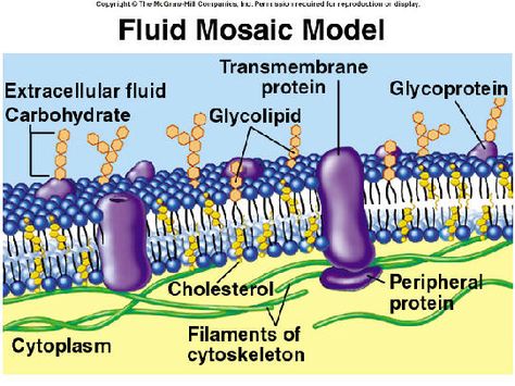 The video depicted an excellent flow of the model and it is for that reason  in which i choose to review it. Apart from leaning about cells in  biochemistry ... Fluid Mosaic Model, Cell Membrane Transport, Cell Membrane Structure, Extracellular Fluid, Biology College, General Biology, Cells Project, Biology Projects, Biology Worksheet