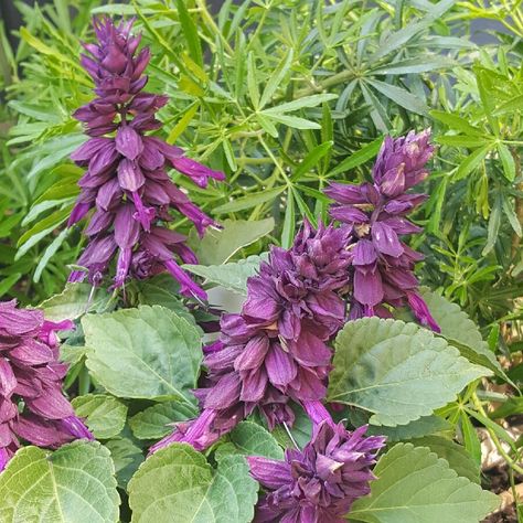 Salvia splendens Sizzler Purple in the GardenTags plant encyclopedia Salvia Plants, Purple Salvia, Plant Encyclopedia, About Plants, Perennial Herbs, Plant Information, Annual Flowers, Plant List, Plant Collection