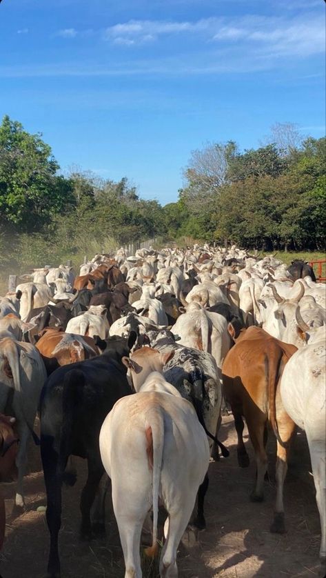 Emakhaya Aesthetic, Farm Animals Aesthetic, Rancho Aesthetic, Farming Aesthetic, Agriculture Pictures, Foto Cowgirl, Africa Photography, Farm Lifestyle, Beautiful Scenery Pictures