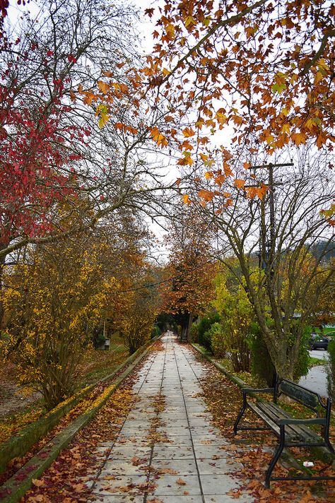 Autumnal sidewalk - Serres, Greece Greek Flowers, Macedonia Greece, Happy October, Forest Mountain, Tree Forest, Flowering Trees, Colorful Leaves, Macedonia, Greece