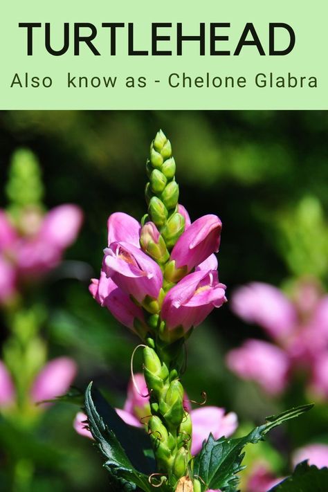 The name Chelone was given to this plant in remembrance of a nymph, who insulted the Greek God in Greek mythology and got punished by turning her into a turtle. And the word “Glabra” is a Latin word that means “hairless”, “bold”, “smooth” as the Chelone Stem and leaves are lack of hair in nature. Altogether the final shape of the fully bloomed flower is look-alike a turtle beak. #Turtlehead #gardening #Flowers #Bushes #Chelone #Glabra Bloomed Flower, In Remembrance, Gardening Flowers, Greek God, A Turtle, Early Fall, Perennial Plants, Greek Gods, Look Alike