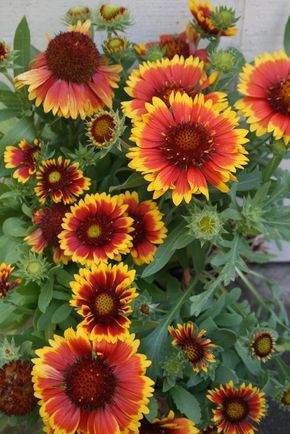 Also known as blanket flower, Gaillardia is an eye-catching daisy-like flower that lights up the summer and early fall garden. Featuring orange, red and yellow, the flower makes a perfect complement to autumn decorating.Gaillardia is a perennial, so if you plant the flower this year, you’ll see its pert, pretty face for years to come. [...] Summer Perennials, Northwest Flowers, Fall Landscaping, Flower Tips, Hill Garden, Tattoo Plant, Fall Gardening, Gardening Guide, Blanket Flower