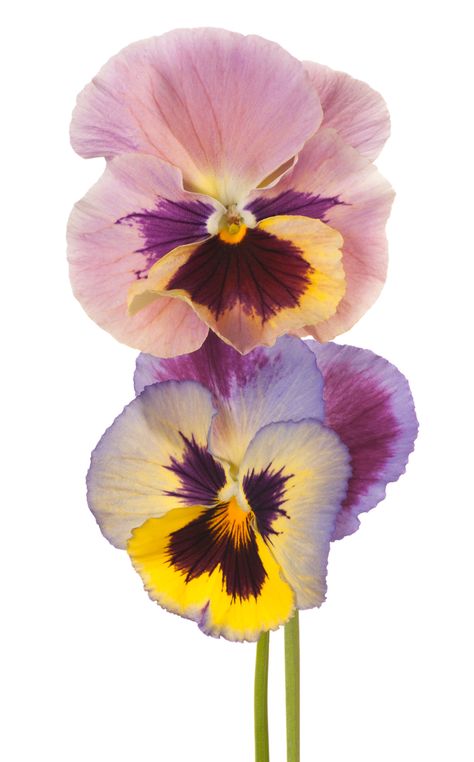 pansy Plants Flowers Aesthetic, Pansies Botanical Illustration, Photo Flowers Photography, Panseys Flower Drawing, Simple Flower Photography, Photos Of Flowers Photography, Pansy Flower Aesthetic, Amazing Flowers Unique, Pansy Photography