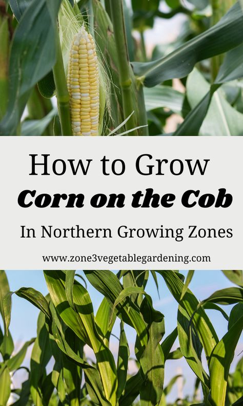 When To Harvest Corn, When To Plant Corn, Growing Sweet Corn, Grow Corn, Corn Crop, Harvest Corn, Seedlings Indoors, Growing Corn, Garden Companion Planting