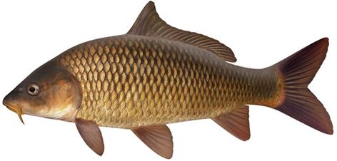 This is a carp it is the most commonly used fish in Magyar cooking because it is caught in the area the most. Smoked Carp Recipe, Wels Catfish, Grass Carp, Common Carp, Brine Recipe, Koi Carp, Angler Fish, Smoked Food Recipes, African Elephant