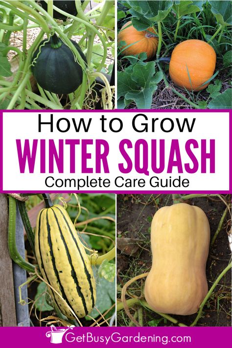 Growing Winter Squash, Soil Fertilizer, Growing Squash, Buttercup Squash, Winter Squash Recipes, Farming Ideas, Squash Plant, Plant Care Guide, Squash Seeds