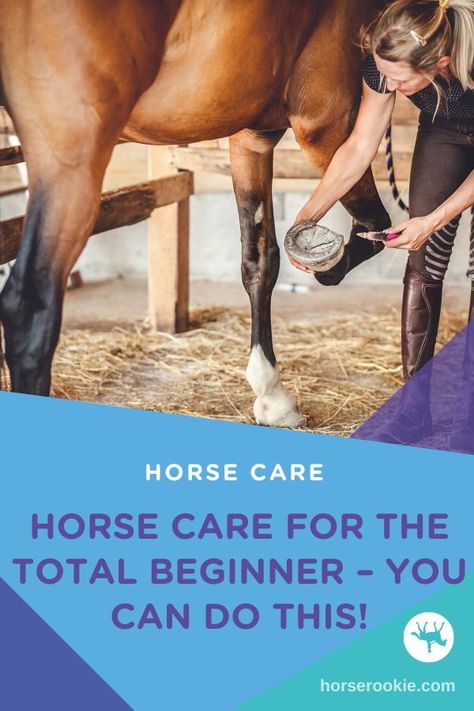 Are you a horse rookie? Horse care can feel overwhelming when you first start, but we've got horse care tips for every beginner horseback rider! Horse Ownership For Beginners, First Horse, Horse Ownership, Prey Animals, Run In Shed, Horse Care Tips, Horseback Rider, Horse Owner, Horse Care